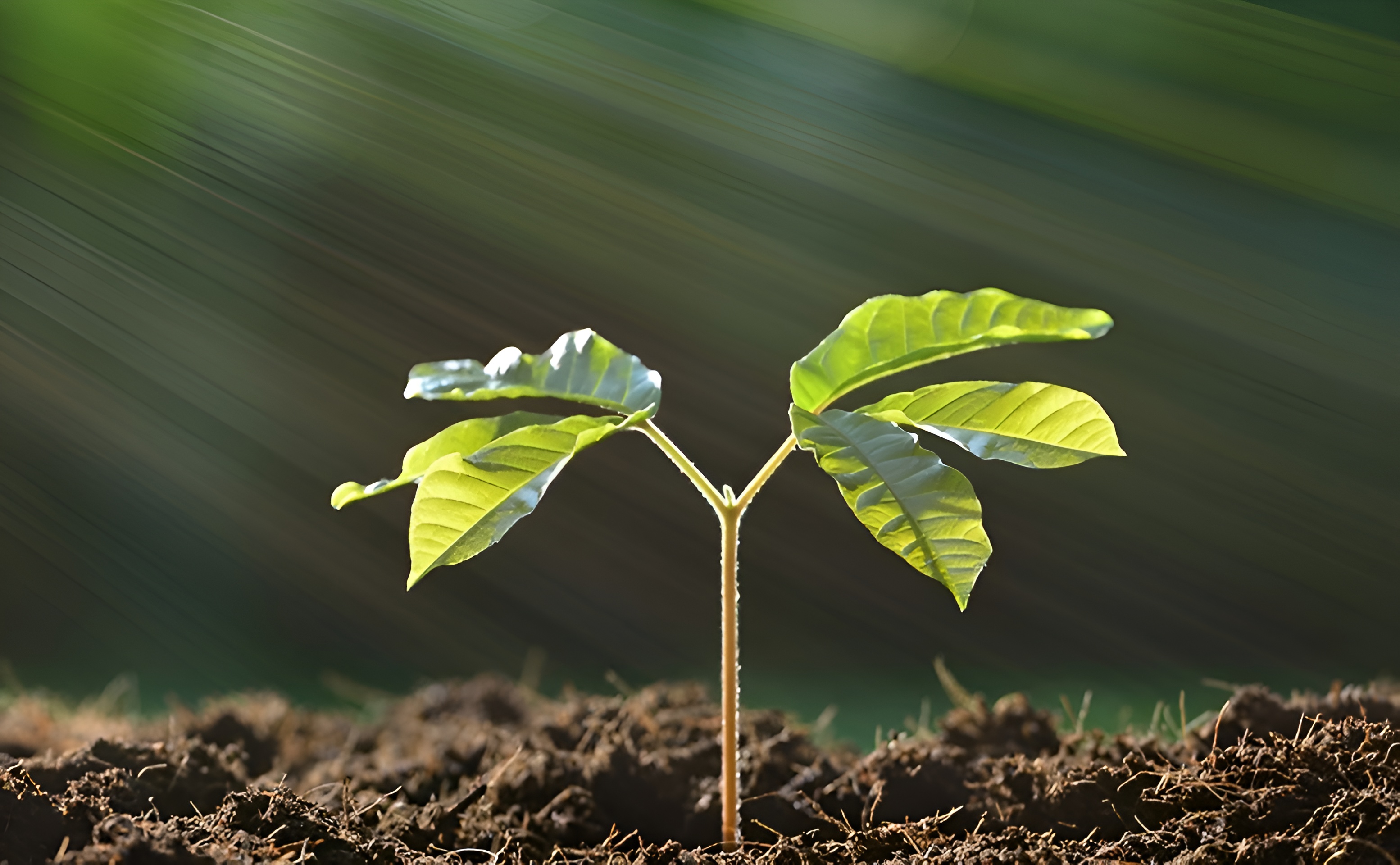 Initial Environmental Examination